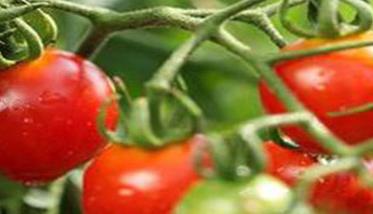 如何选用棚室番茄品种 棚室栽培番茄的苗龄