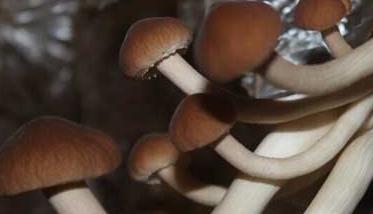 茶树菇的种植－茶树菇图片 茶树菇生长图片