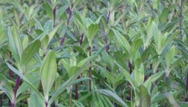 龙胆草的繁殖方法 龙胆花的繁殖方法