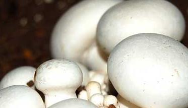 草菇种植管理方法