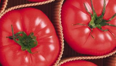 西红柿的功效作用及食用方法视频 西红柿的功效作用及食用方法
