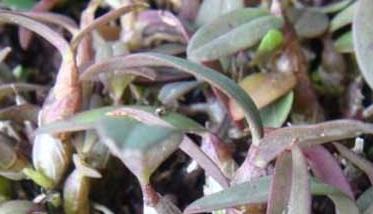 铁皮石斛的种植前景 铁皮石斛种植效益分析