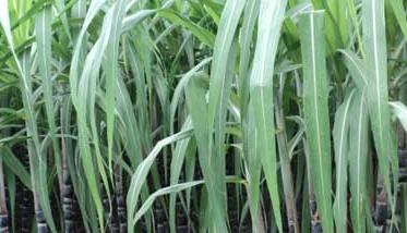 甘蔗的施肥与管理 甘蔗施肥技术的五大要点