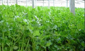 冬季芹菜种植最简单方法 冬季芹菜的高效种植技术