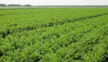 萝卜种植管理方法 胡萝卜种植的田间管理技术