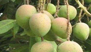 芒果反季节种植