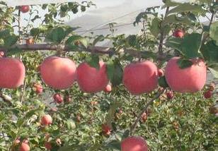 苹果夏季栽培管理重点 苹果园夏季管理技术要点