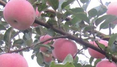 山东红富士苹果盛果期高效施肥技术 红富士苹果树几年达到盛果期