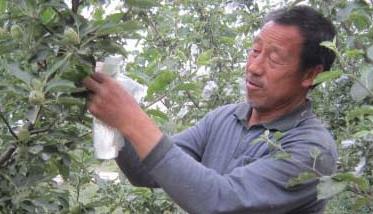 红富士苹果套袋栽培技术要点 红富士苹果的栽培与管理