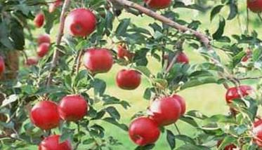苹果树施钾肥正当时（苹果树的施肥时期）