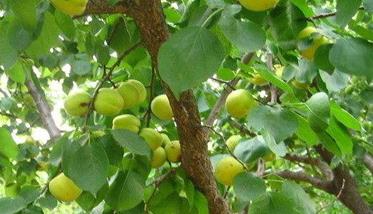 山杏高效种植技术要点（山杏种植方法）