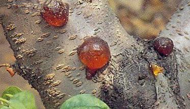 桃树流胶病的治疗方法 桃树流胶病用什么药剂防治最好