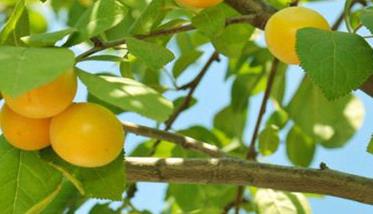 杏树流胶病怎么治 杏树流胶病是什么原因