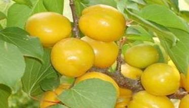 杏树施肥方法及时间 杏树的施肥与浇水