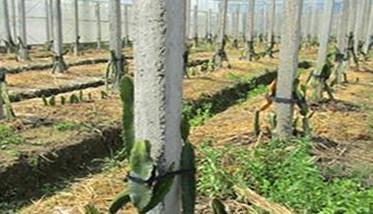 火龙果种植方法及肥水、土壤管理重点