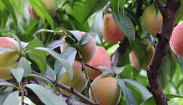 桃树如何施肥?幼树与丰产桃树施肥技术简介
