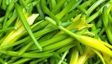 怎样栽培金针菜，金针菜种植方法 金针菜的栽培技术