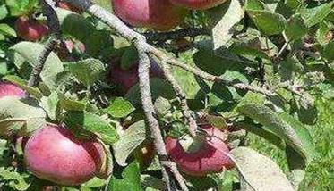 苹果褐斑病的防治方法:苹果褐斑病用什么药治疗