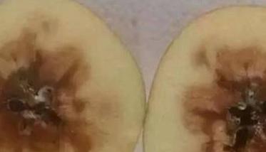 苹果霉心病的预防方法