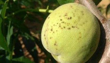 桃树疮痂病的发生规律