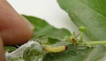枣粘虫怎样防治，枣粘虫一代成虫盛期在何时