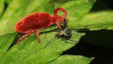 枣树红蜘蛛用什么药