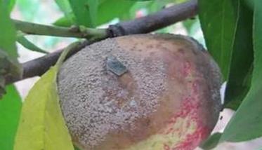 桃树褐腐病防治措施和方法 桃树褐腐病症状及其防治措施