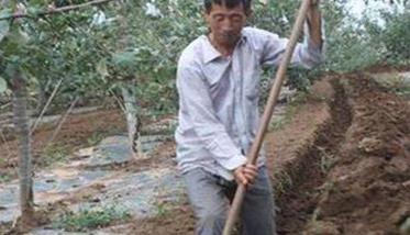 枣树基肥的使用方法
