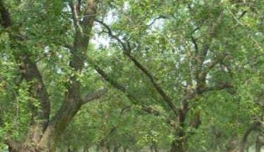 枣树对土壤、水、光照等生态环境条件要求