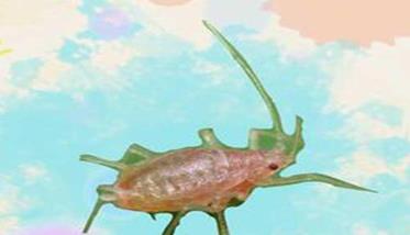 桃粉蚜的形态特征