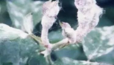 桃树白粉病的发生规律与防治方法 桃树白粉病用什么药效果好