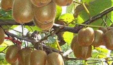 猕猴桃树几年结果，猕猴桃树一生的四个时期