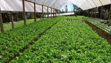 大棚内适宜种植反季节蔬菜的原因是 冬季大棚蔬菜管理要随机应变