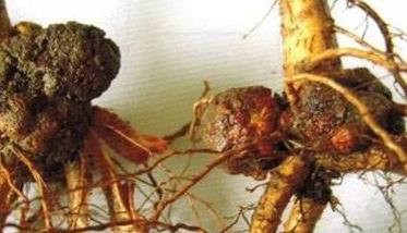 果树根癌病的发病规律与综合防治措施