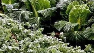 蔬菜冻害的症状有哪些图片 蔬菜冻害的症状有哪些