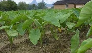 香芋种植技术要点