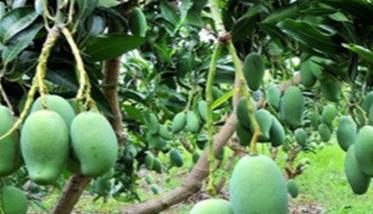 芒果的产地主要在哪里 广西芒果的产地主要在哪里
