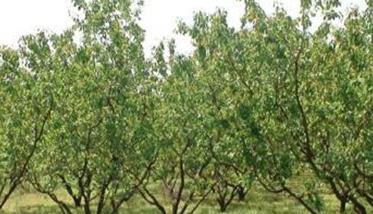 杏树栽培的园地选择和规划要求（杏树栽培的园地选择和规划要求是什么）