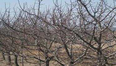 种植杏树的土肥水管理方法（种植杏树的土肥水管理方法视频）