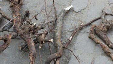 枣树的根插繁殖方法
