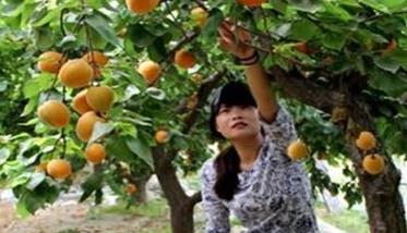 杏树栽培管理技术五步骤 杏树的栽培与管理技术