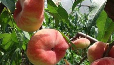 蟠桃品种介绍 常见的蟠桃有哪些优良品种