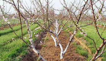 桃树种植的方法