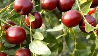 枣树优良品种应具备什么条件