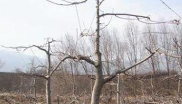 枣树疏散分层树形的整形修剪过程 枣树疏散分层树形的整形修剪过程包括