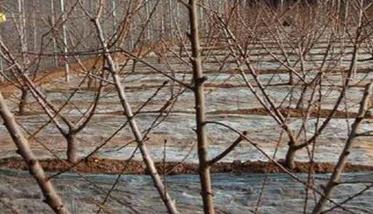 保护地桃树的定植方法