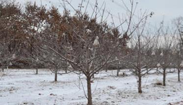 苹果树冻害的冻害原因