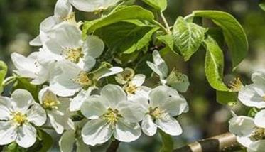 苹果树开花前后的病害防治