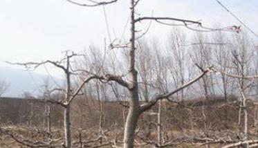 苹果树疏散分层形的修剪方法及其结构特点