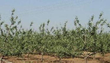 苹果种植园的早中晚品种搭配方式 苹果种植技术与管理简介